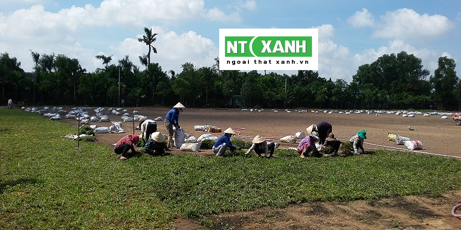 Dịch Vụ Trồng Cỏ Tây Ninh