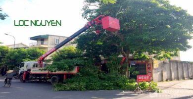 Dịch vụ cắt tỉa cây xanh Hồ Chí Minh