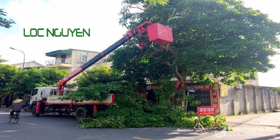 Dịch vụ cắt tỉa cây xanh Hồ Chí Minh