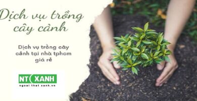 Dịch vụ trồng cây cảnh tại TPHCM