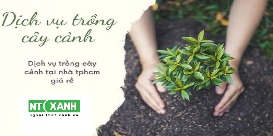 Dịch vụ trồng cây cảnh tại TPHCM