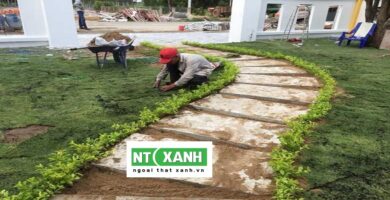 Dịch vụ trồng cỏ Bình Dương