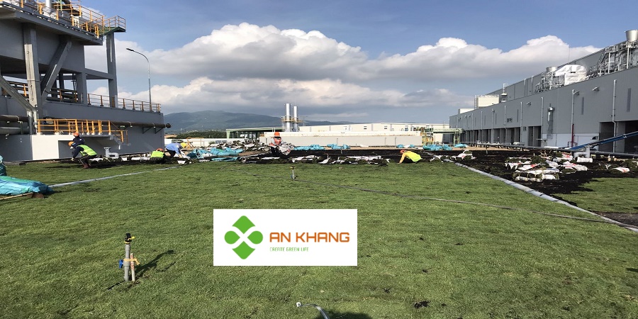 Dịch vụ trồng cỏ KCN Bình Dương