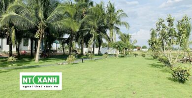Giới Thiệu Dịch vụ trồng cỏ tại quận 1 TPHCM