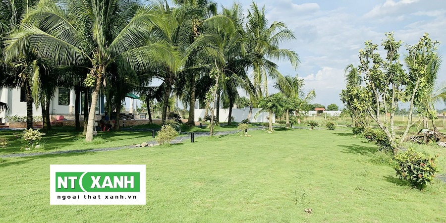 Giới Thiệu Dịch vụ trồng cỏ tại quận 1 TPHCM