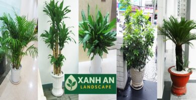 Thuê cây xanh Bình Dương