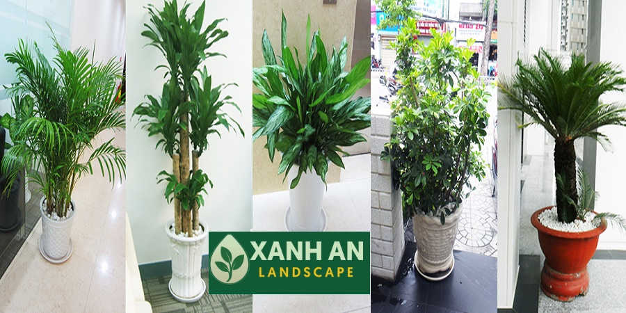 Thuê cây xanh Bình Dương