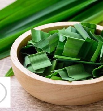 Tiểu đường nên uống lá gì? 13 loại lá trị tiểu đường hiệu quả