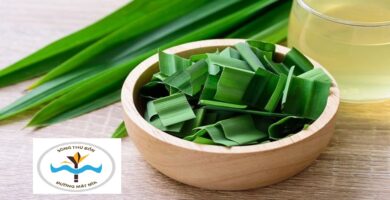 Tiểu đường nên uống lá gì? 13 loại lá trị tiểu đường hiệu quả