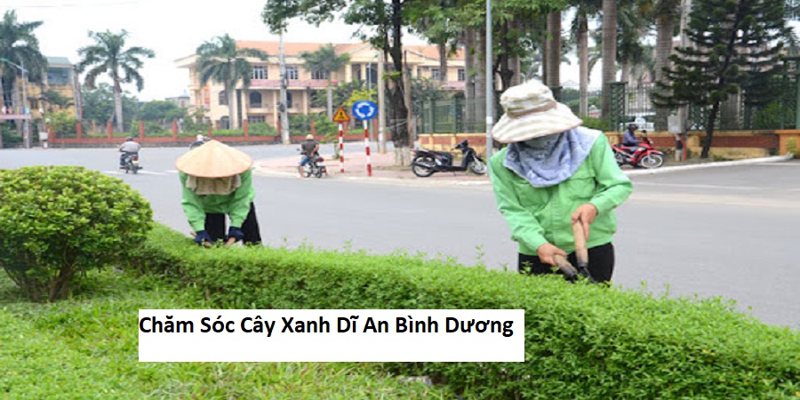 Chăm Sóc Cây Xanh Dĩ An Bình Dương