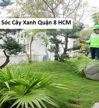 Chăm Sóc Cây Xanh Quận 8 HCM