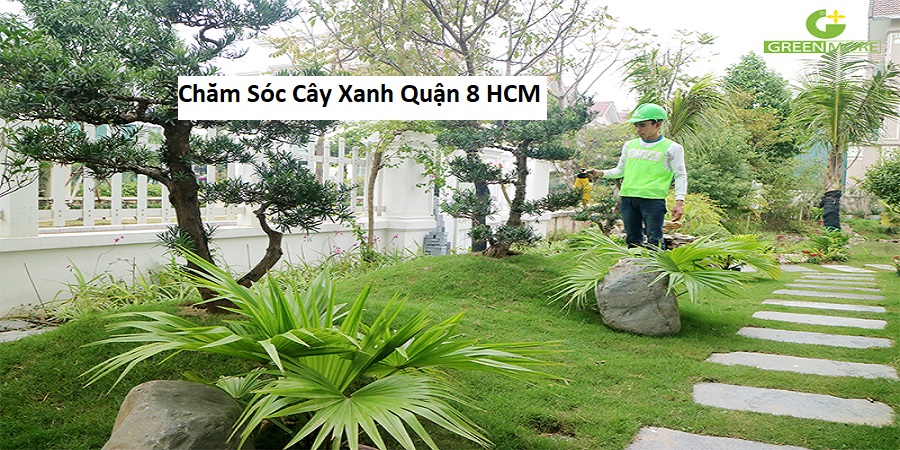 Chăm Sóc Cây Xanh Quận 8 HCM