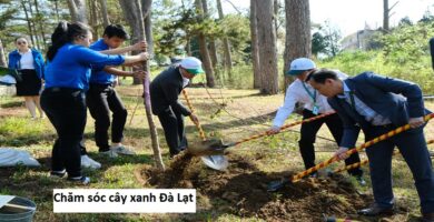 Chăm sóc cây xanh Đà Lạt