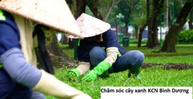 Chăm sóc cây xanh KCN Bình Dương