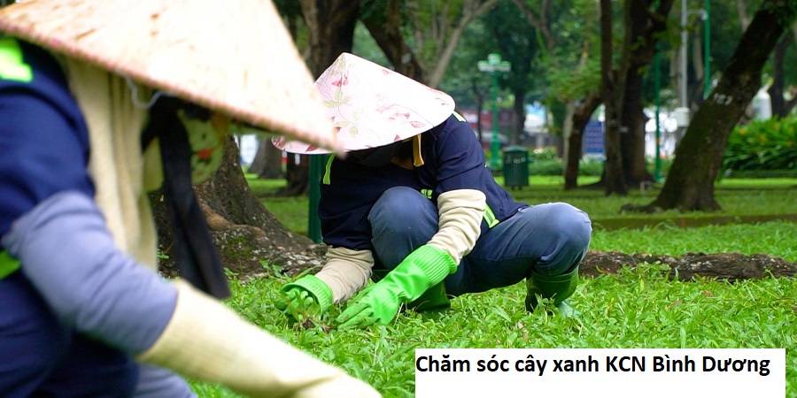 Chăm sóc cây xanh KCN Bình Dương