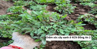 Chăm sóc cây xanh ở KCN Đồng An 2