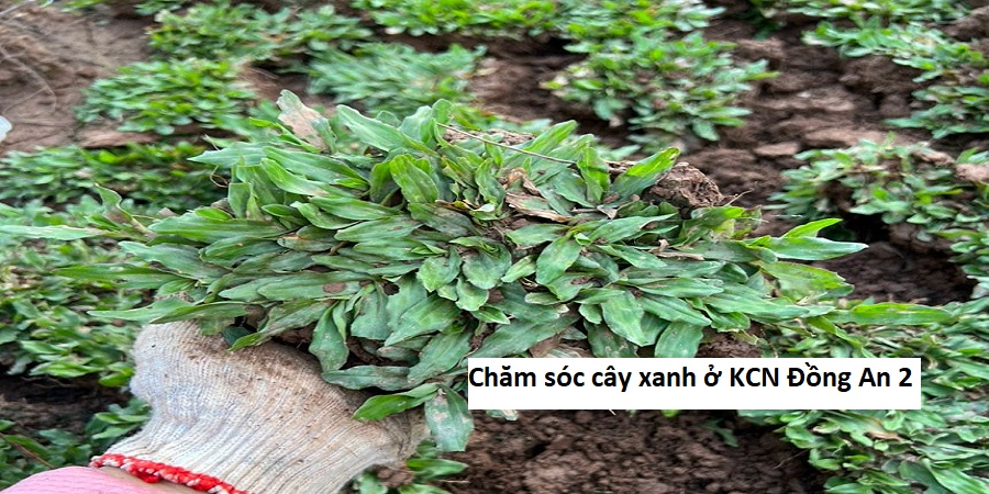 Chăm sóc cây xanh ở KCN Đồng An 2