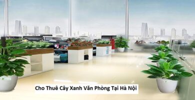 Cho Thuê Cây Xanh Văn Phòng Tại Hà Nội