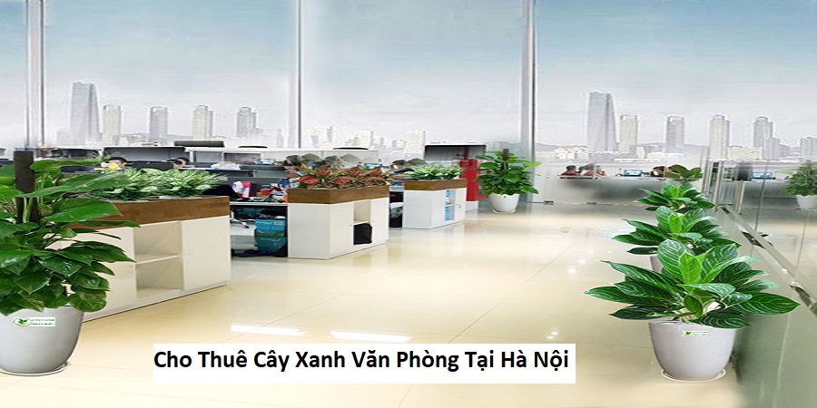 Cho Thuê Cây Xanh Văn Phòng Tại Hà Nội