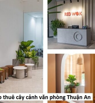 Dịch vụ thuê cây văn phòng Thuận An