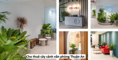 Dịch vụ thuê cây văn phòng Thuận An