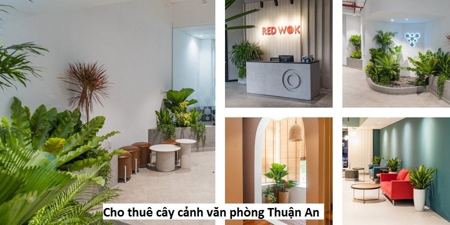 Dịch vụ thuê cây văn phòng Thuận An