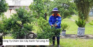 Công Ty Chăm Sóc Cây Xanh Tại Long An