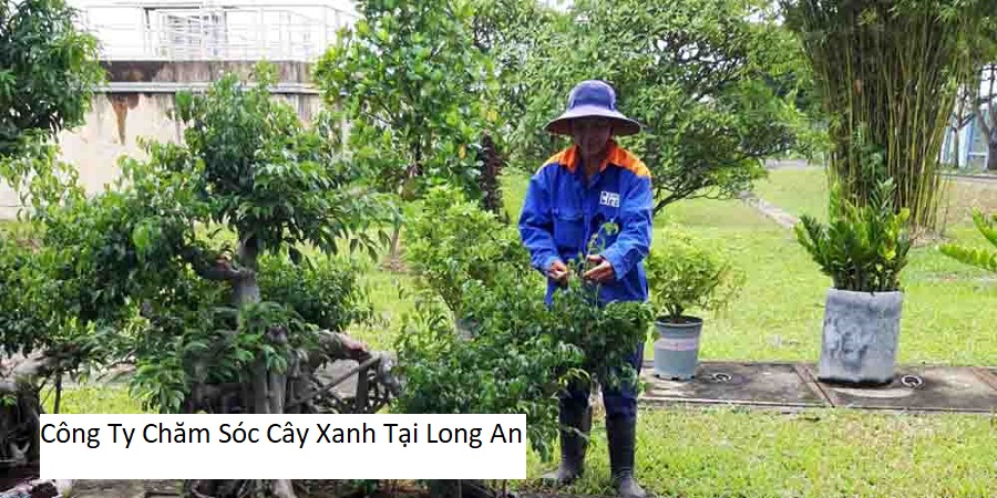 Công Ty Chăm Sóc Cây Xanh Tại Long An