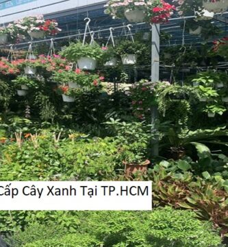 Cung Cấp Cây Xanh Tại TP.HCM