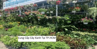 Cung Cấp Cây Xanh Tại TP.HCM