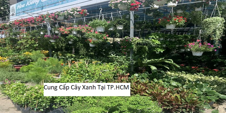 Cung Cấp Cây Xanh Tại TP.HCM