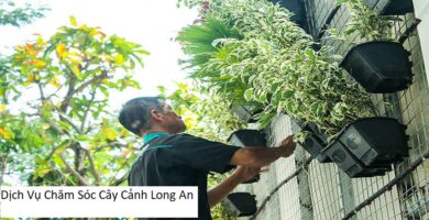 Dịch Vụ Chăm Sóc Cây Cảnh Long An