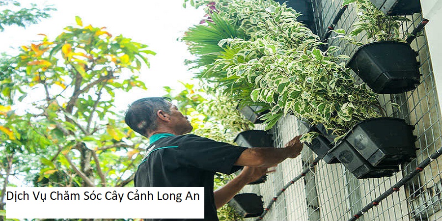 Dịch Vụ Chăm Sóc Cây Cảnh Long An