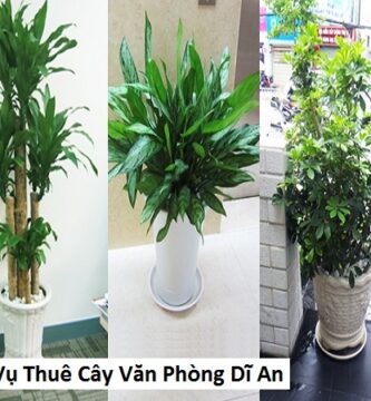 Dịch Vụ Thuê Cây Văn Phòng Dĩ An