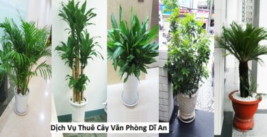 Dịch Vụ Thuê Cây Văn Phòng Dĩ An