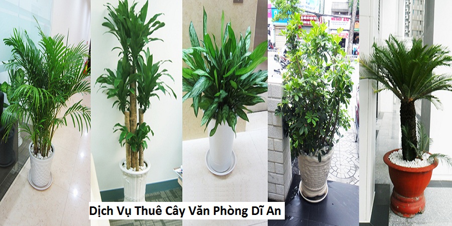 Dịch Vụ Thuê Cây Văn Phòng Dĩ An