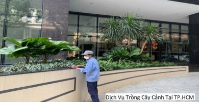 Dịch Vụ Trồng Cây Cảnh Tại TP.HCM