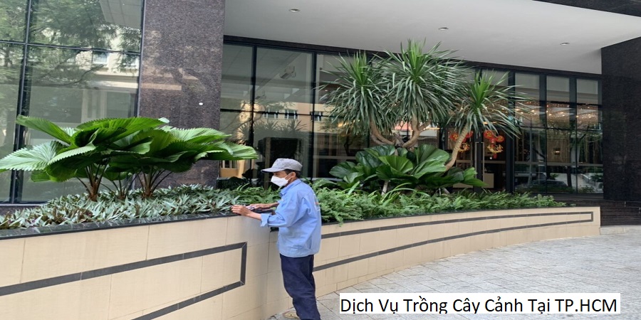 Dịch Vụ Trồng Cây Cảnh Tại TP.HCM