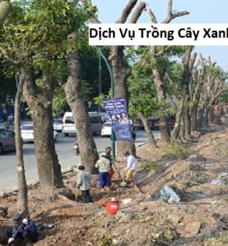 Dịch Vụ Trồng Cây Xanh Gò Dầu Tây Ninh