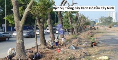 Dịch Vụ Trồng Cây Xanh Gò Dầu Tây Ninh