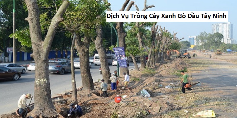 Dịch Vụ Trồng Cây Xanh Gò Dầu Tây Ninh