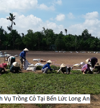 Dịch Vụ Trồng Cỏ Tại Bến Lức Long An