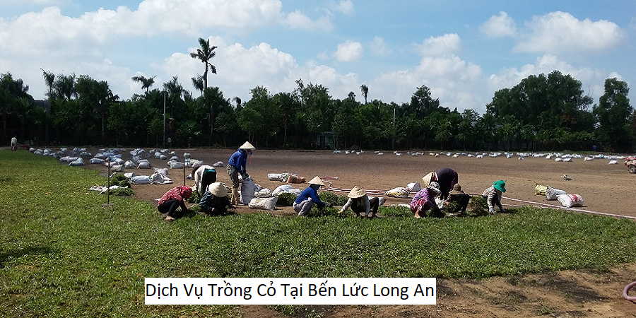 Dịch Vụ Trồng Cỏ Tại Bến Lức Long An