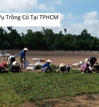 Dịch Vụ Trồng Cỏ Tại TPHCM