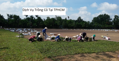 Dịch Vụ Trồng Cỏ Tại TPHCM