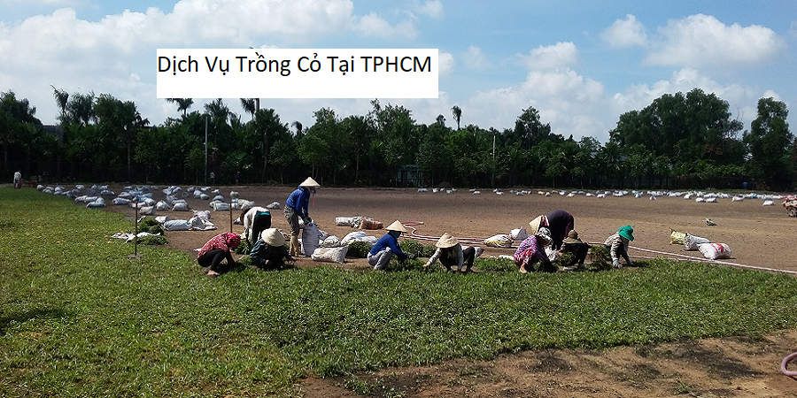 Dịch Vụ Trồng Cỏ Tại TPHCM