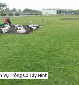 Dịch Vụ Trồng Cỏ Tây Ninh