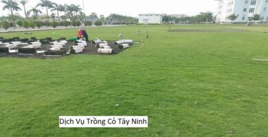 Dịch Vụ Trồng Cỏ Tây Ninh