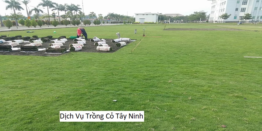 Dịch Vụ Trồng Cỏ Tây Ninh
