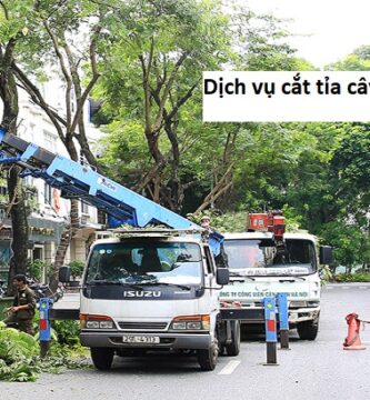 Dịch vụ cắt tỉa cây xanh Hồ Chí Minh